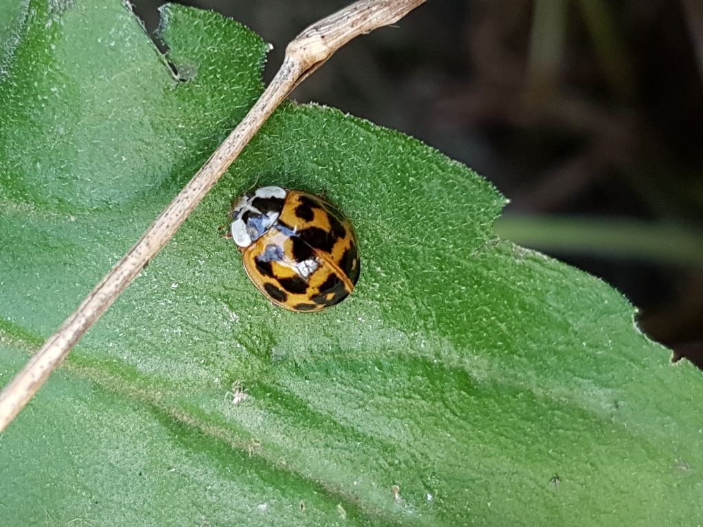 Harmonia axyridis