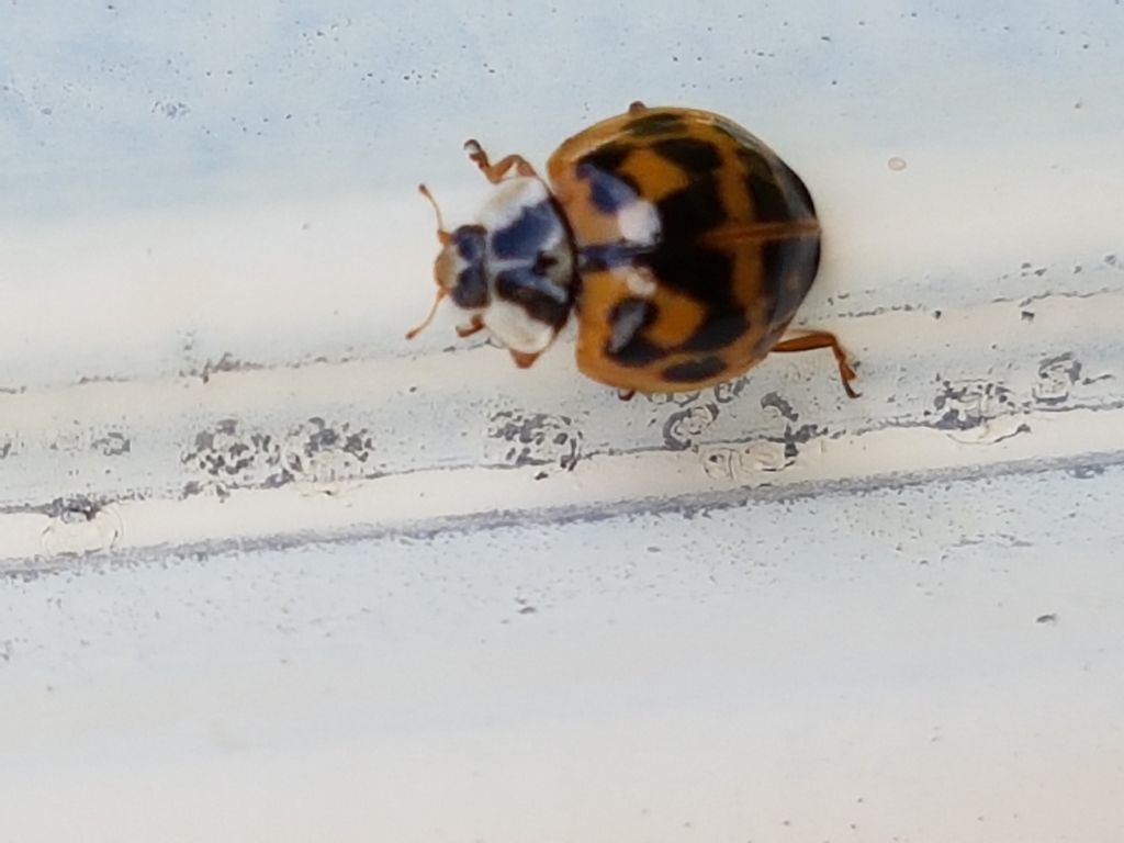 Harmonia axyridis