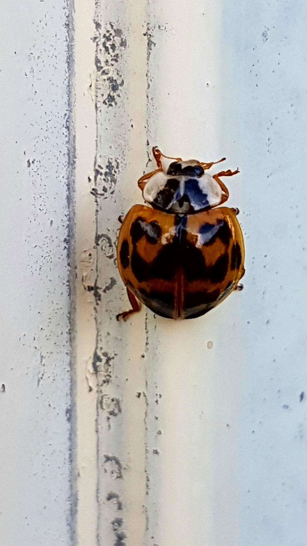 Harmonia axyridis