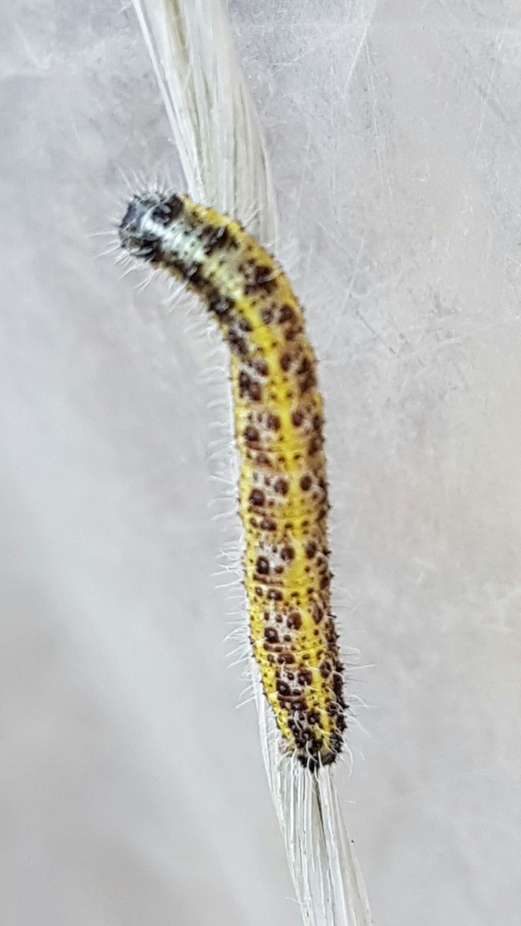 Bruco da determinare 3 - Pieris brassicae, Pieridae