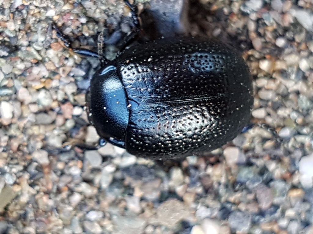 Chrysolina haemoptera? No. C. vernalis italica