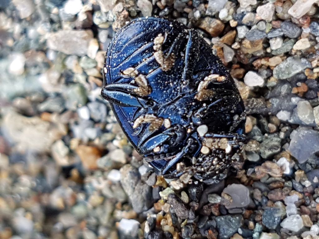 Chrysolina haemoptera? No. C. vernalis italica