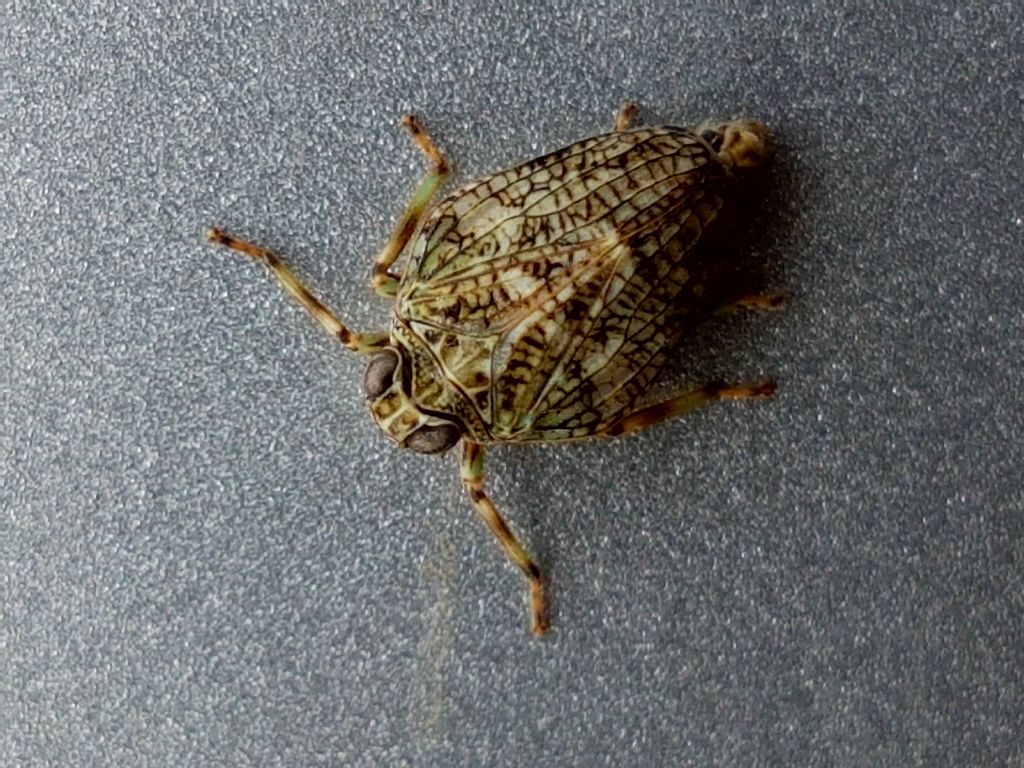 Emittero Fulgoromorpha: Issus coleoptratus (Issidae)