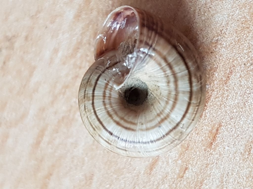 Cernuella neglecta?