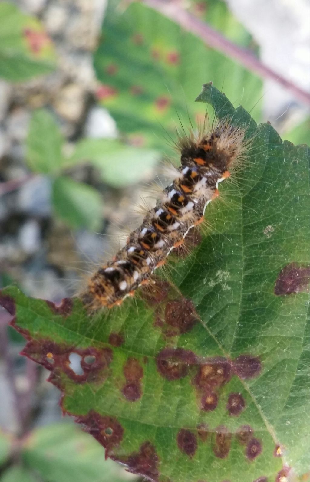 Bruco da identificare - Acronicta (Viminia) rumicis, Noctuidae