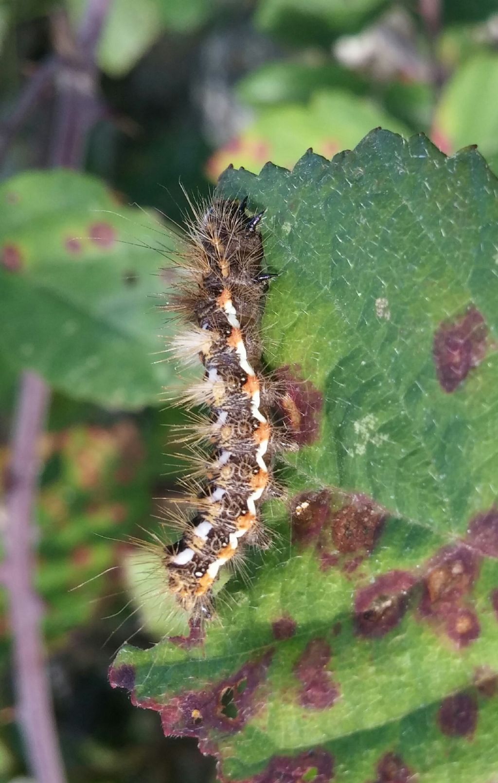 Bruco da identificare - Acronicta (Viminia) rumicis, Noctuidae