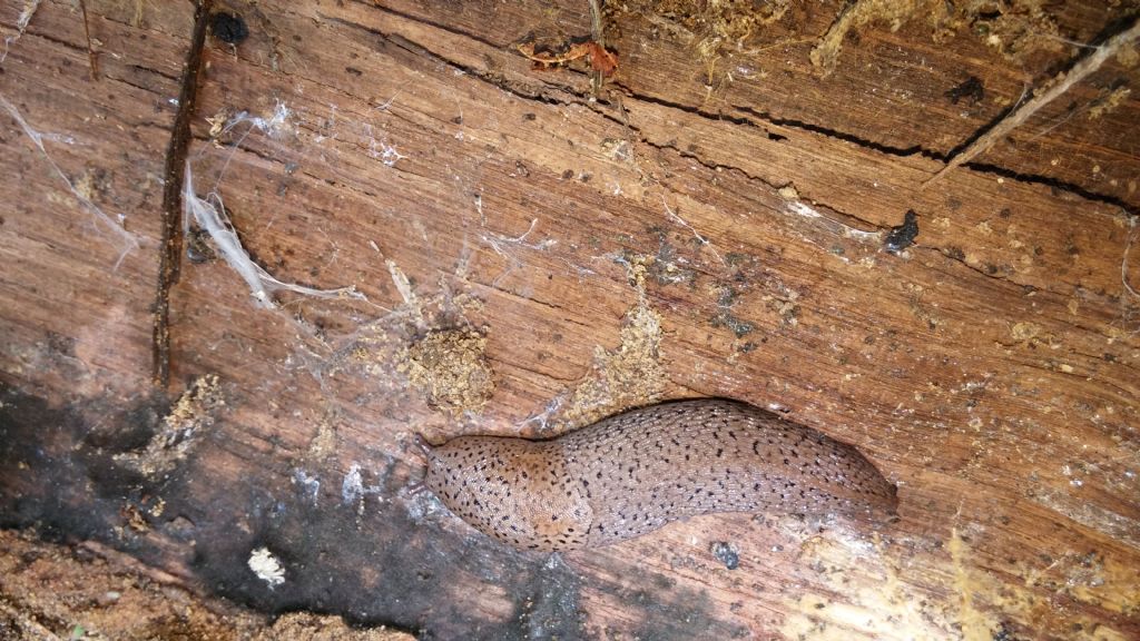 Limax maximus-gruppo da Bernalda (MT)