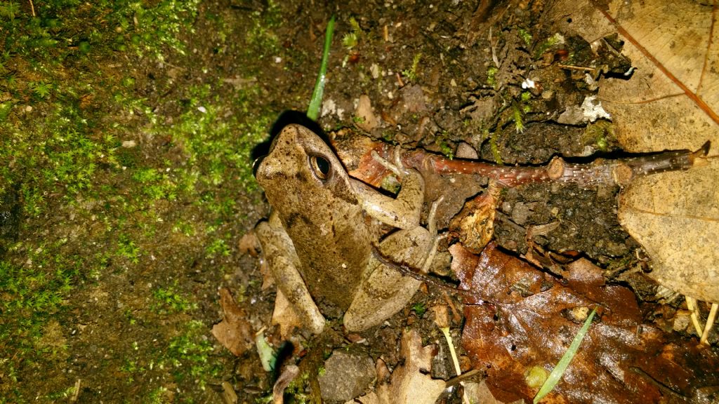 Salamandrina tergiditata e rana da identificare - Rana italica