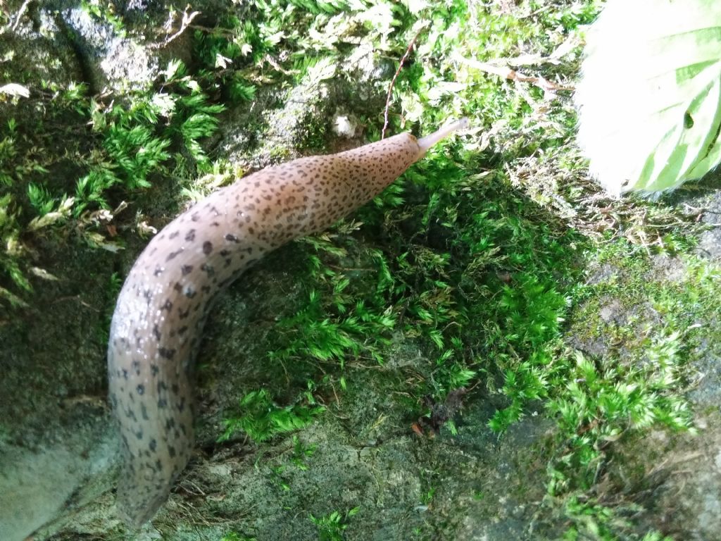 2 Limax del maximus-gruppo dal monte caramola francavilla in sinni (PZ)