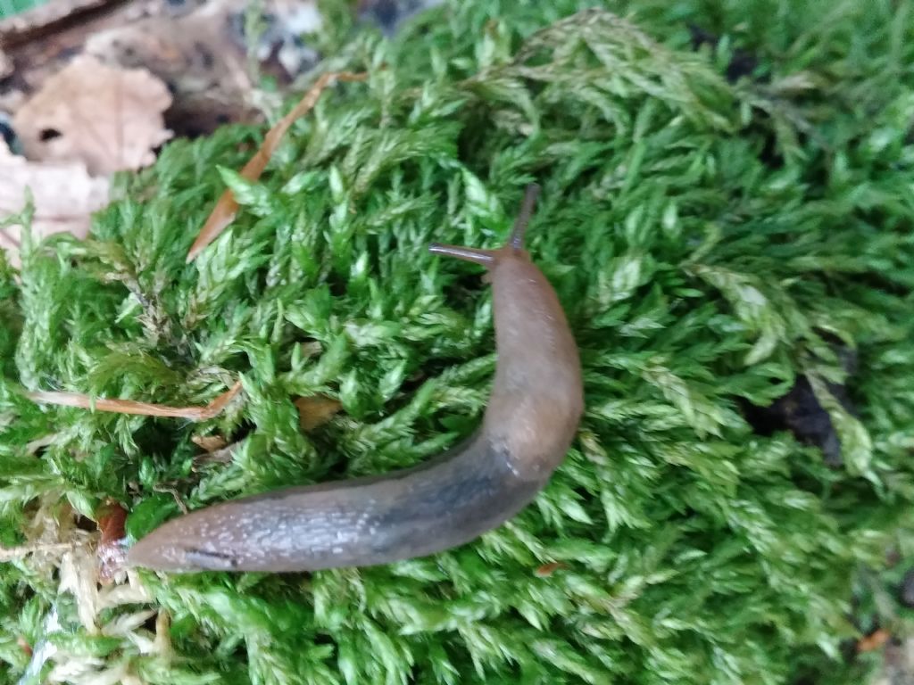 2 Limax del maximus-gruppo dal monte caramola francavilla in sinni (PZ)