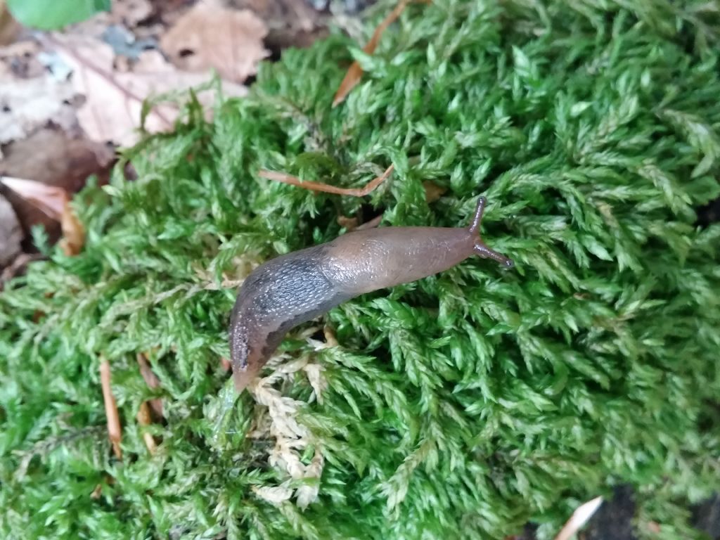 2 Limax del maximus-gruppo dal monte caramola francavilla in sinni (PZ)