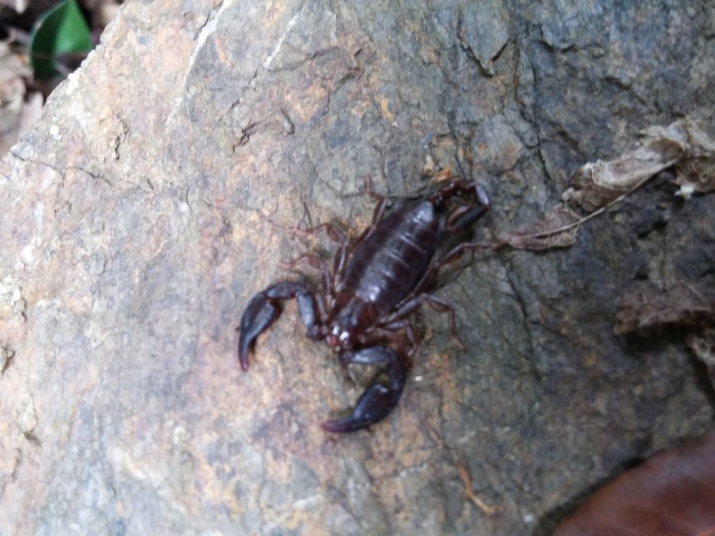 Euscorpius calabriae dal Pollino