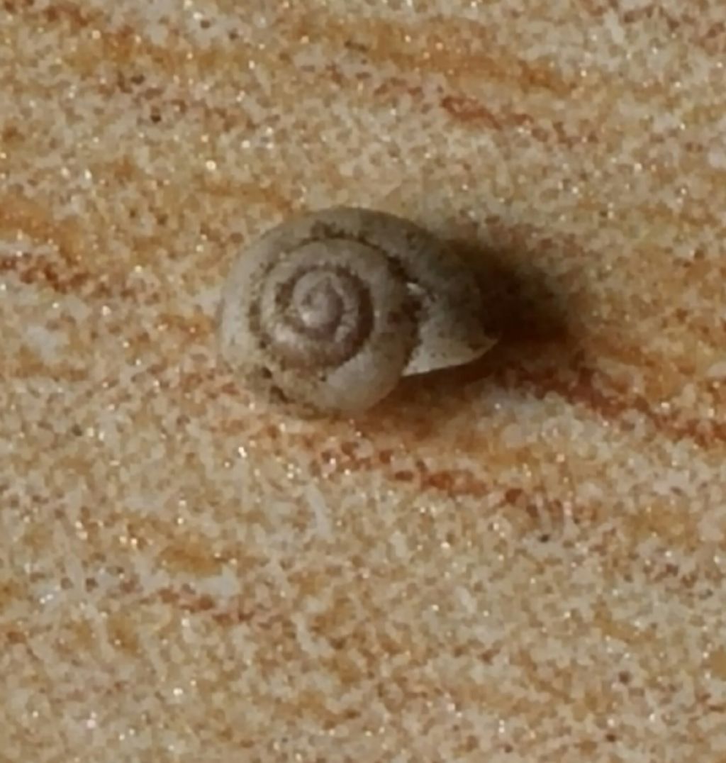 Vallonia pulchella?