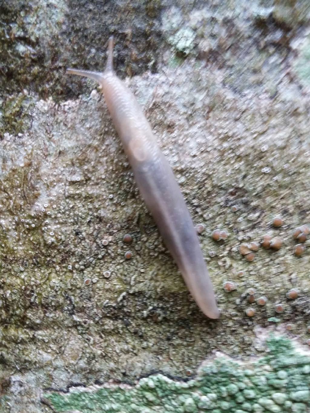 Limacidae dal pollino