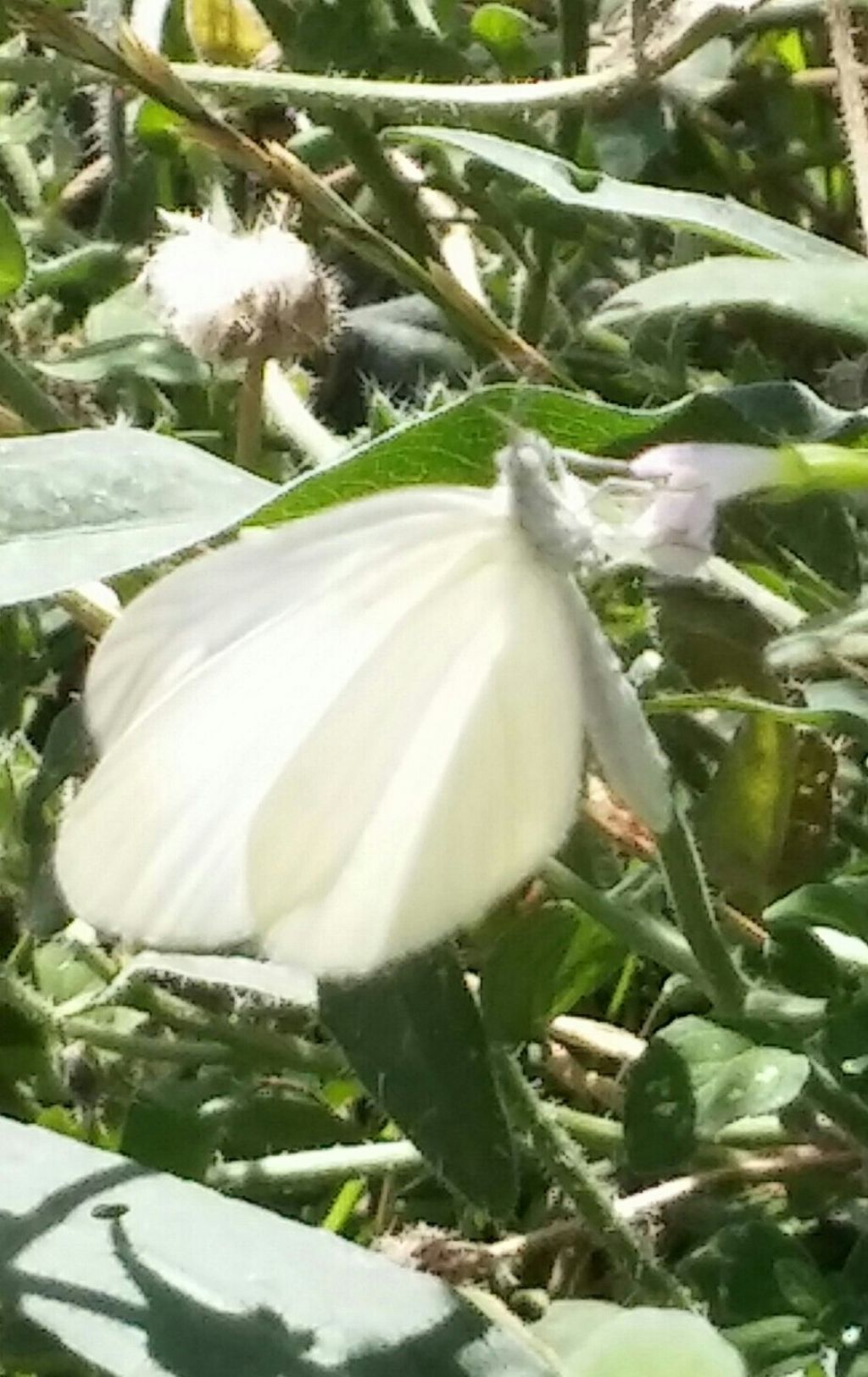 Farfalla bianca da identificare - Leptidea sinapis