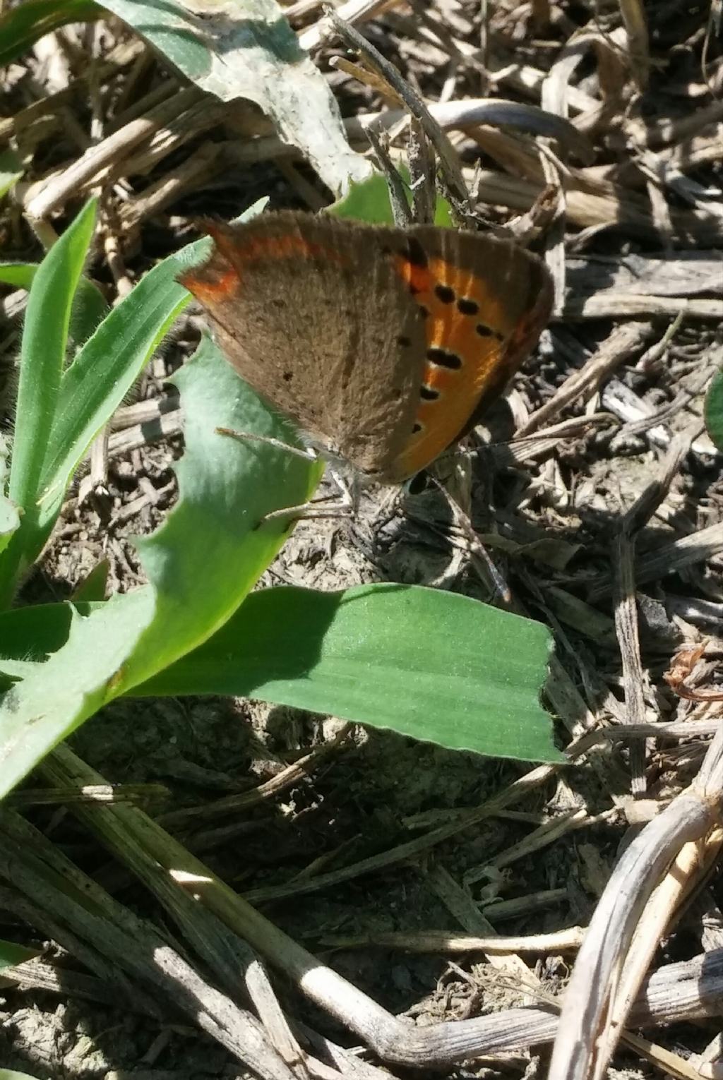 Lycaena phlaeas? S