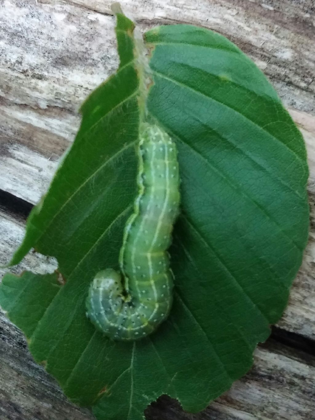 Identificazione bruco faggio - Cosmia (Calymnia) trapezina