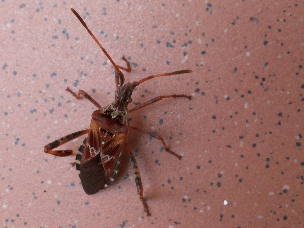 Coreidae: Leptoglossus occidentalis