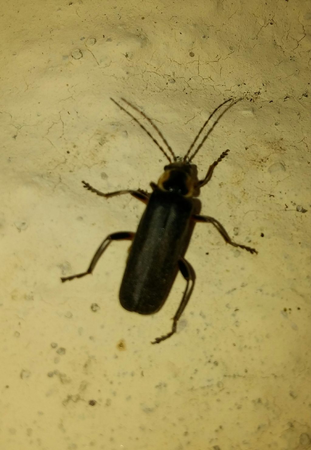 Cerambycidae?  No,  Cantharidae:  Cantharis sp. (C. falzonii o C. italica)
