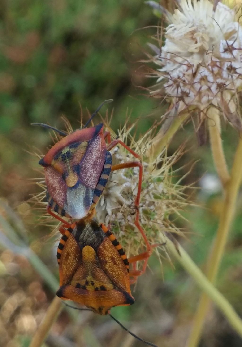 Carpocoris mediterraneus in accoppiamento