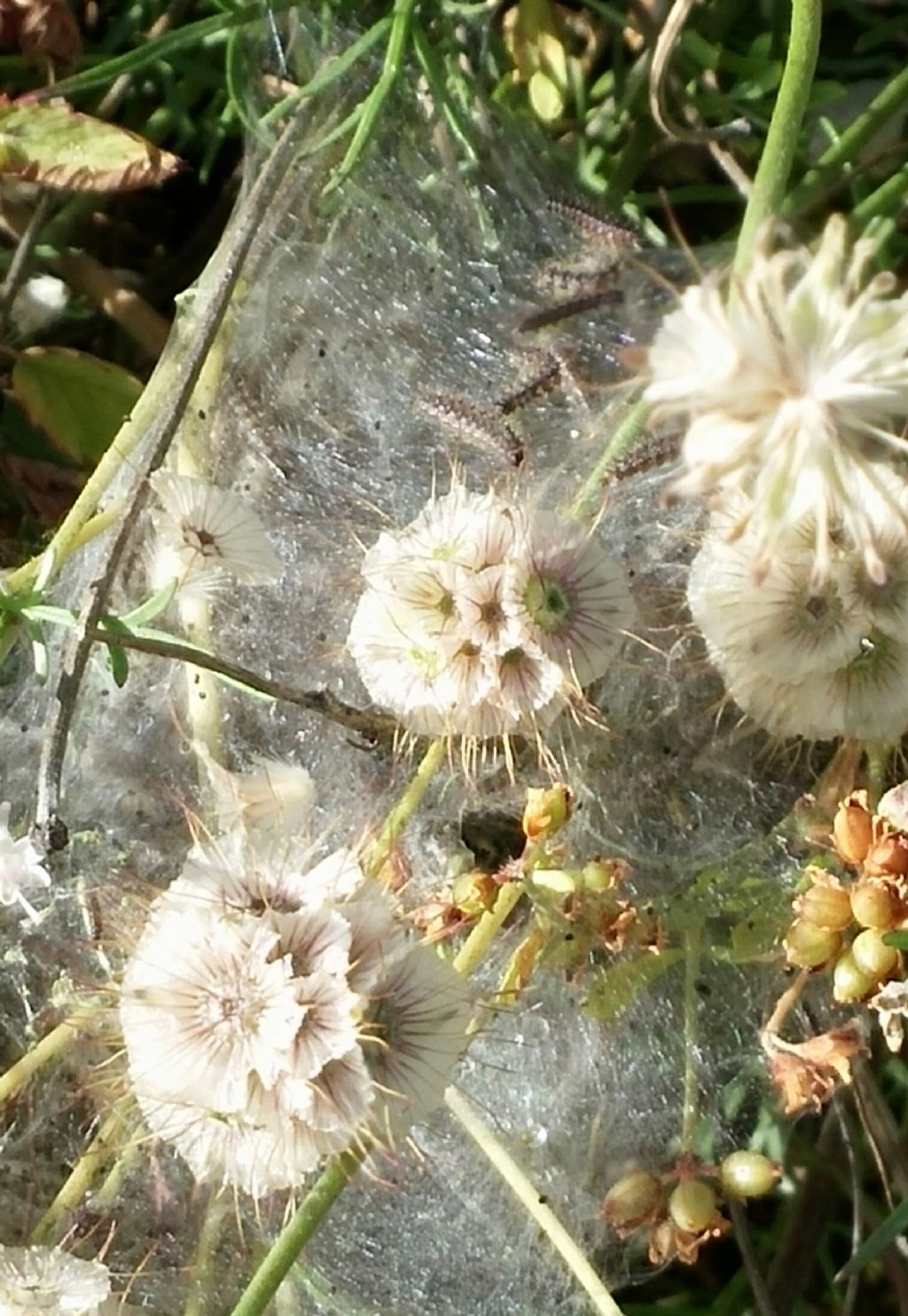 Bruchi in bozzolo da identificare - Nymphalidae