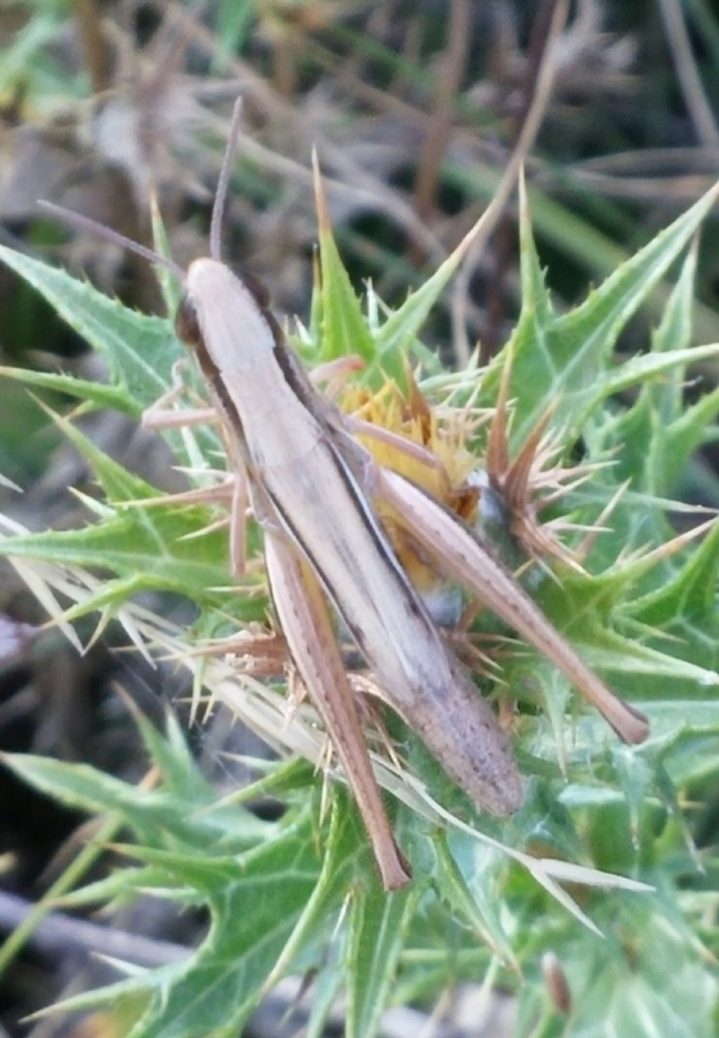 Acrididae: Euchorthippus declivus