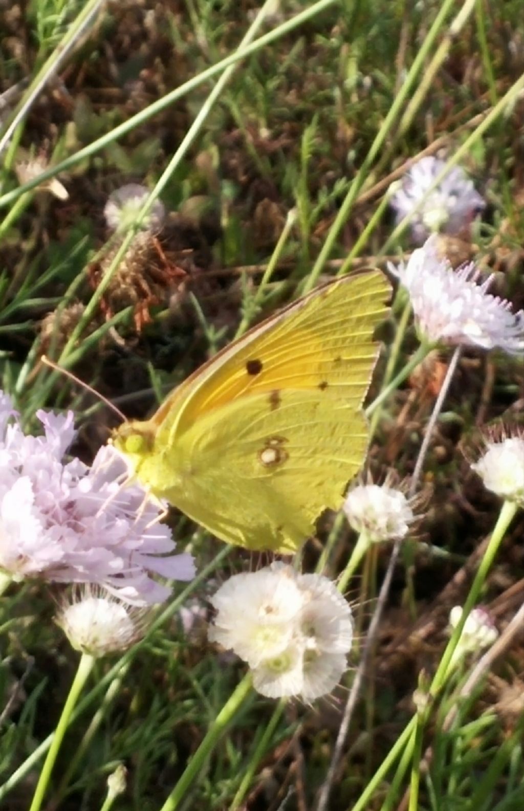 Farfalla gialla da identificare - Colias crocea, Pieridae