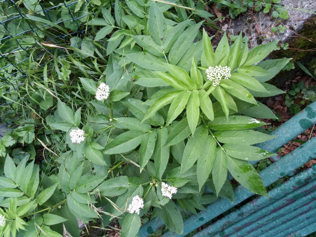 Pianta di montagna - Sambucus ebulus