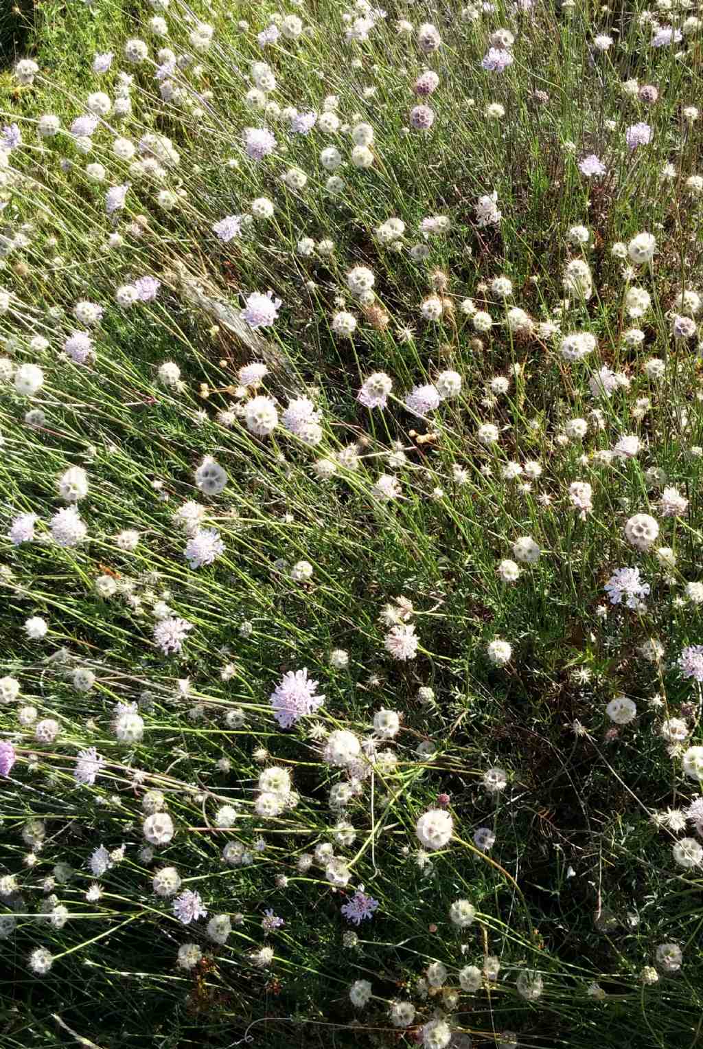 Lomelosia crenata subsp. pseudisetensis / Vedovina della Basilicata