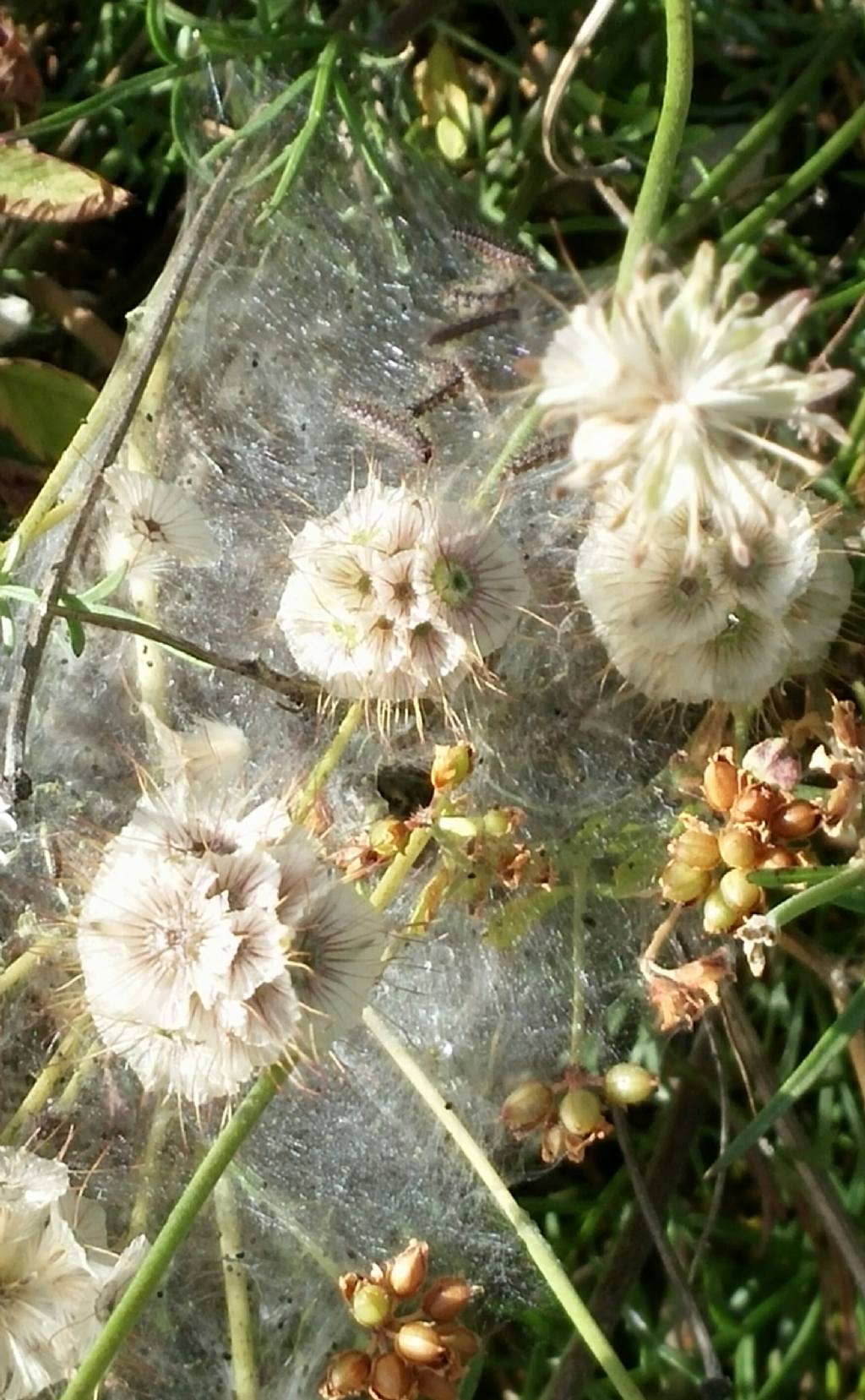 Lomelosia crenata subsp. pseudisetensis / Vedovina della Basilicata