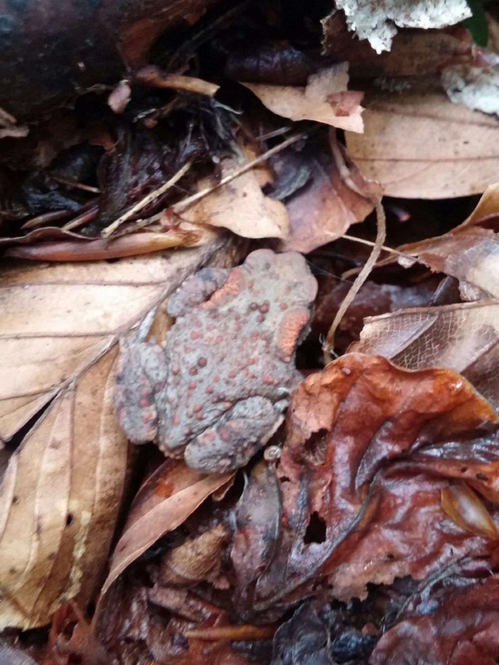 Identificazione rospo - Bufo bufo