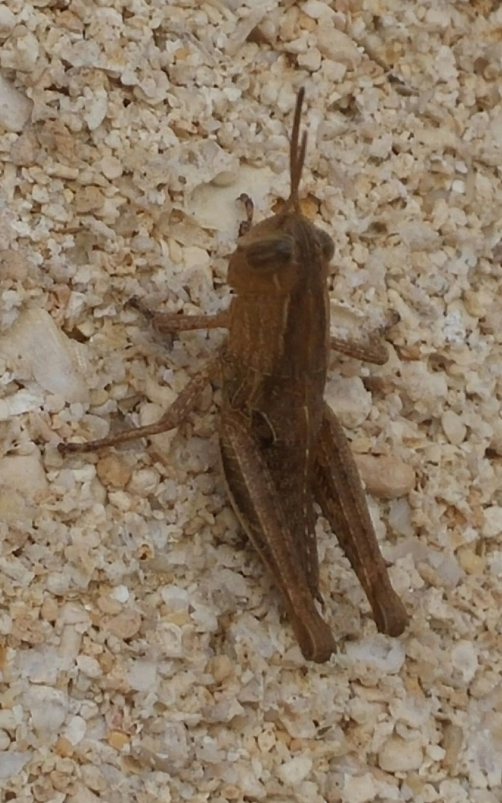 Acrididae 1