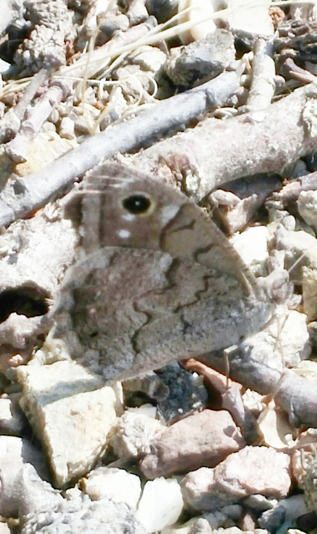 Satyrinae 2 da id - Hipparchia (Neohipparchia) statilinus