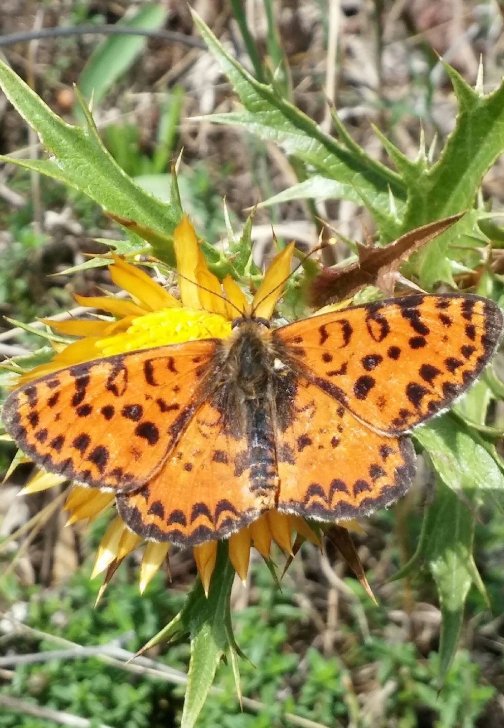 Nymphalidae da id - Melitaea dydima