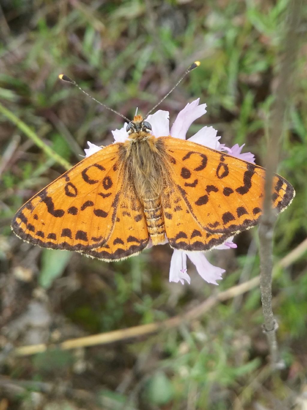 Farfalla  da identificare 1:  Melitaea didyma - Nymphalidae