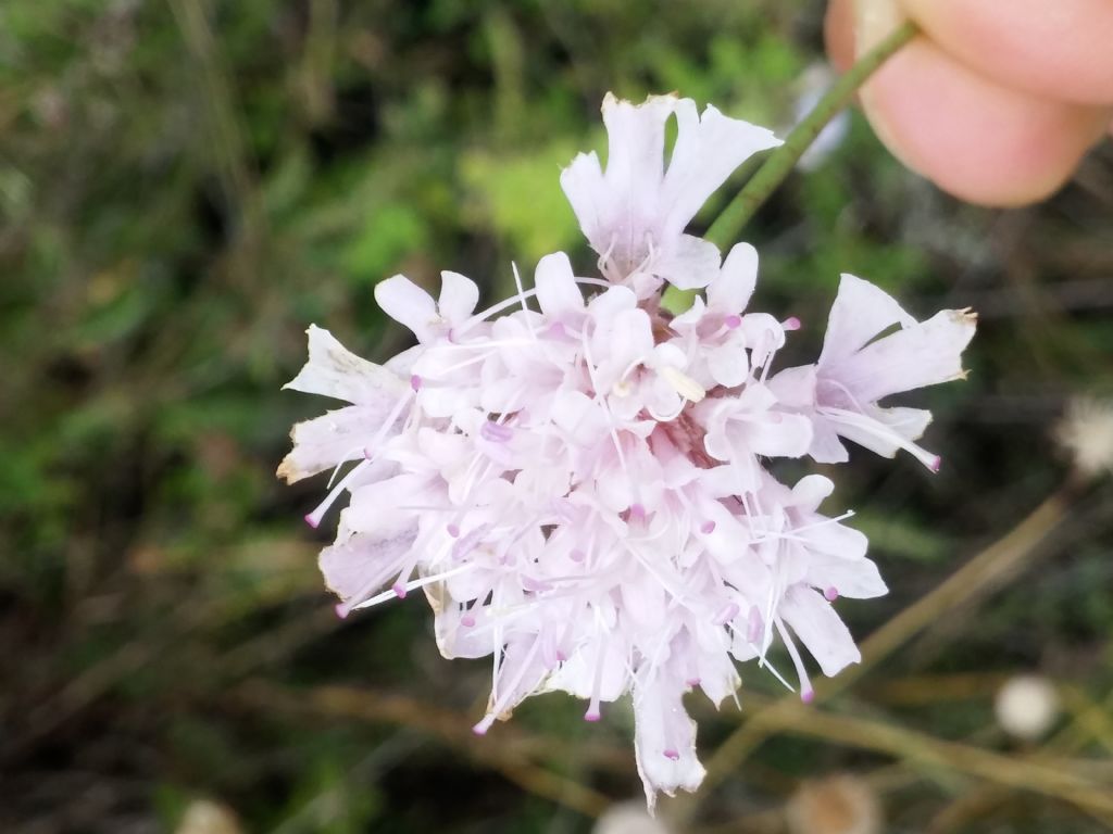 Lomelosia crenata subsp. pseudisetensis / Vedovina della Basilicata