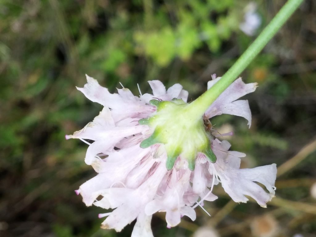 Lomelosia crenata subsp. pseudisetensis / Vedovina della Basilicata