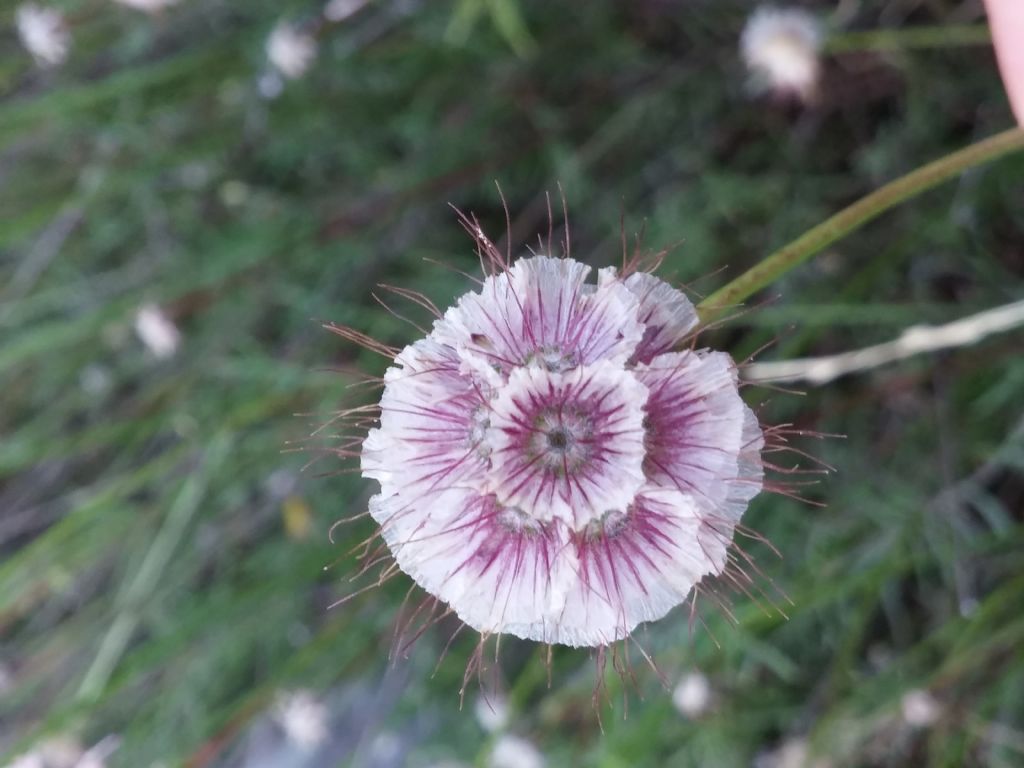 Lomelosia crenata subsp. pseudisetensis / Vedovina della Basilicata