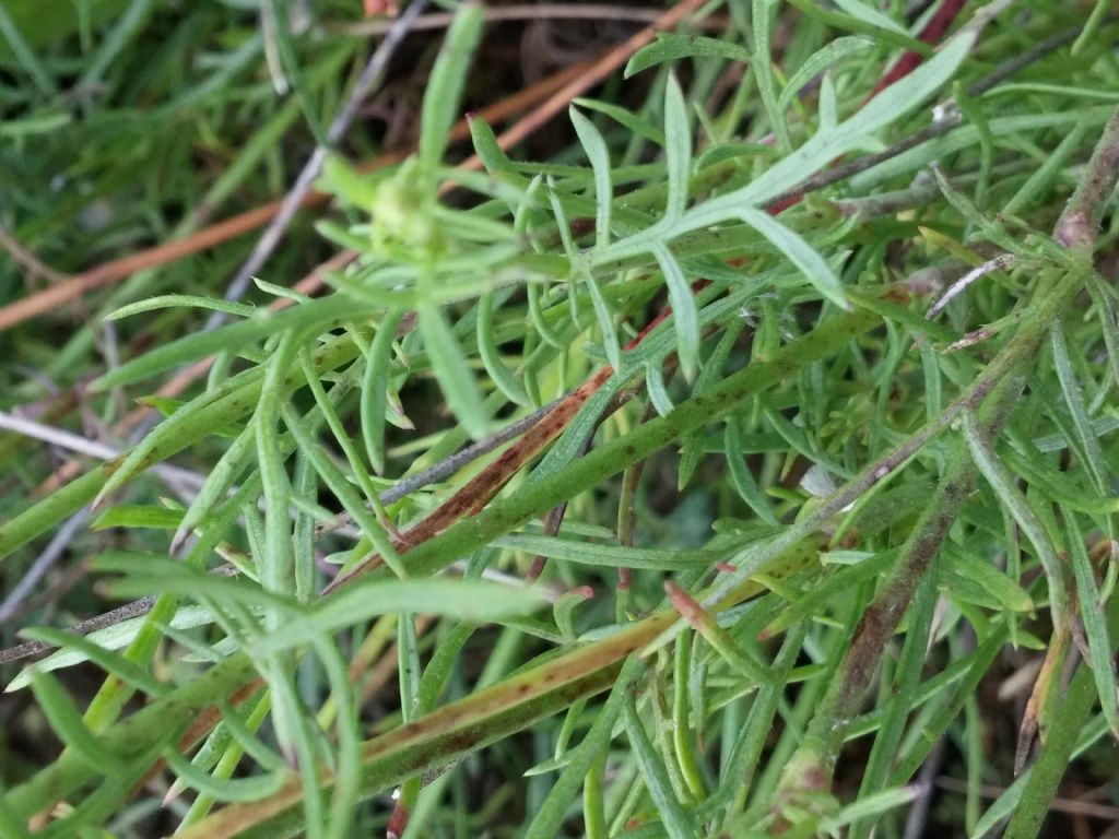 Lomelosia crenata subsp. pseudisetensis / Vedovina della Basilicata