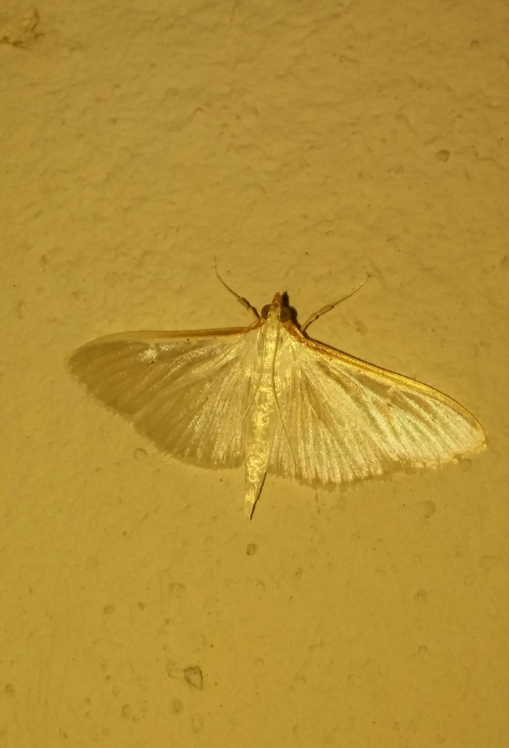 Aiuto id falena 4 - Palpita vitrealis, Crambidae