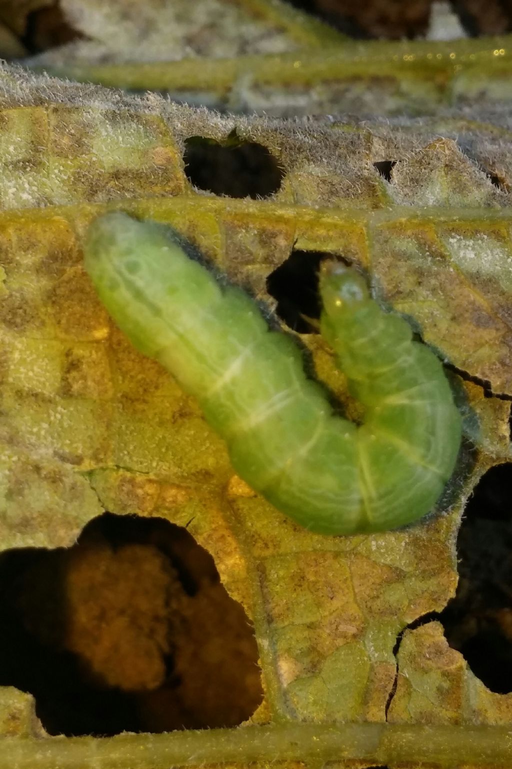 Bruco di geometridae da identificare - No, Noctuidae Plusiinae