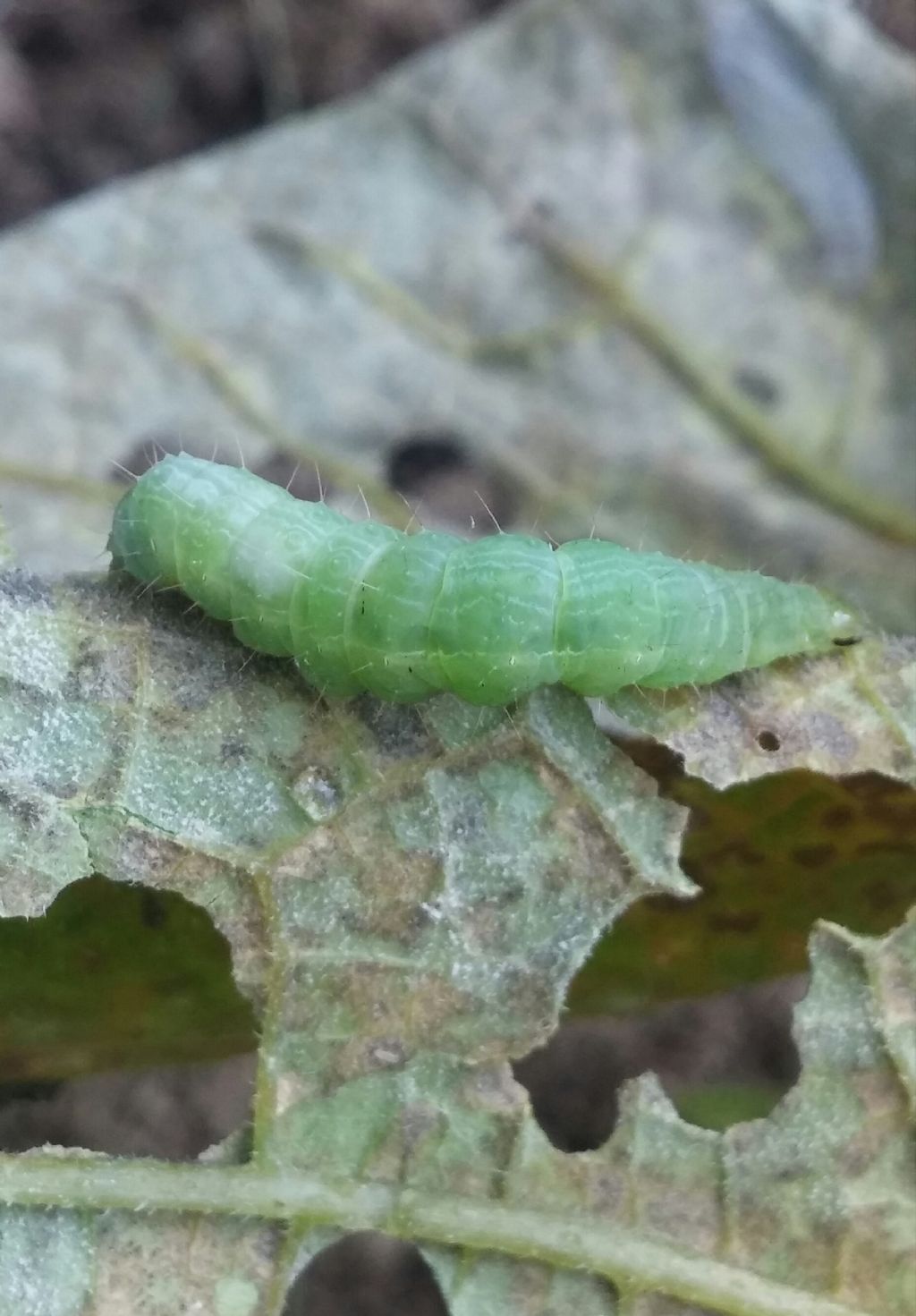 Bruco di geometridae da identificare - No, Noctuidae Plusiinae