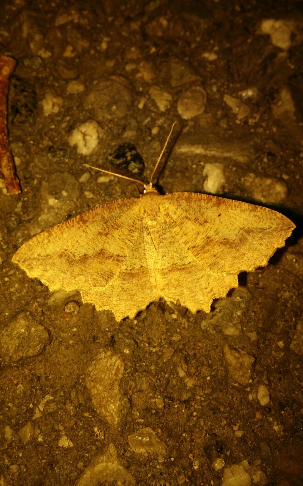 Falena 5 da identificare - Megalycinia serraria, Geometridae