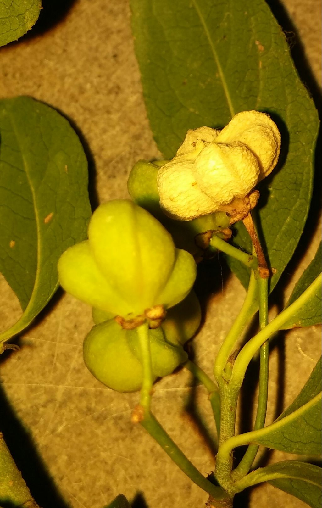 Euonymus europaeus