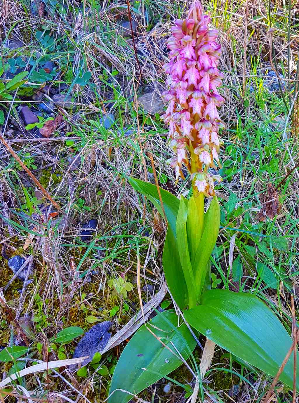 Himantoglossum robertianum (=Barlia robertiana)