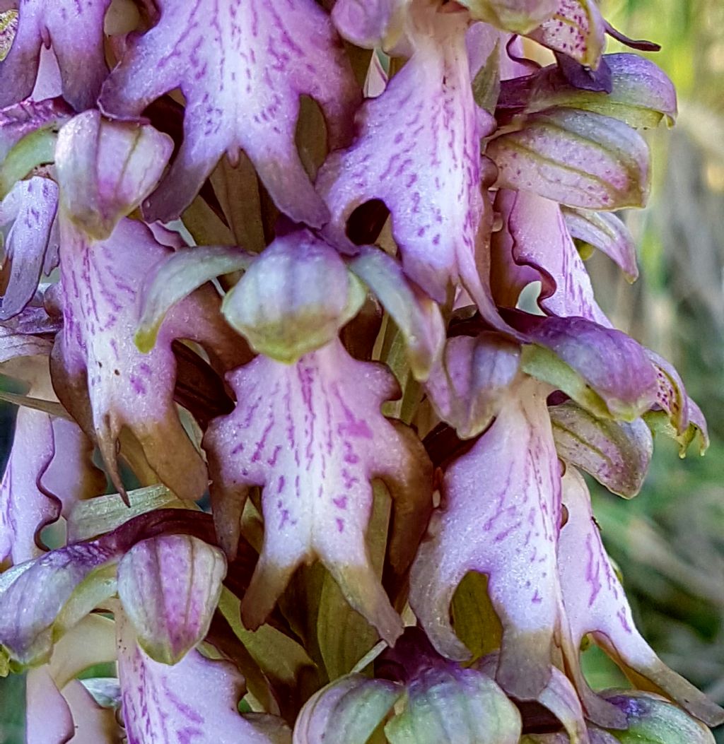 Himantoglossum robertianum (=Barlia robertiana)