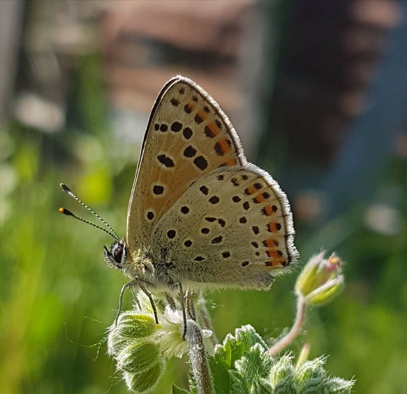 Lycaenidae da identificare - Lycaena tityrus