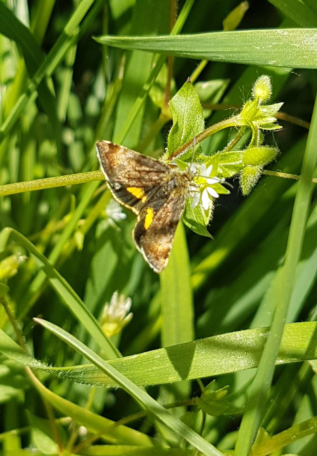 Erebidae? No, Noctuidae: Panemeria tenebrata