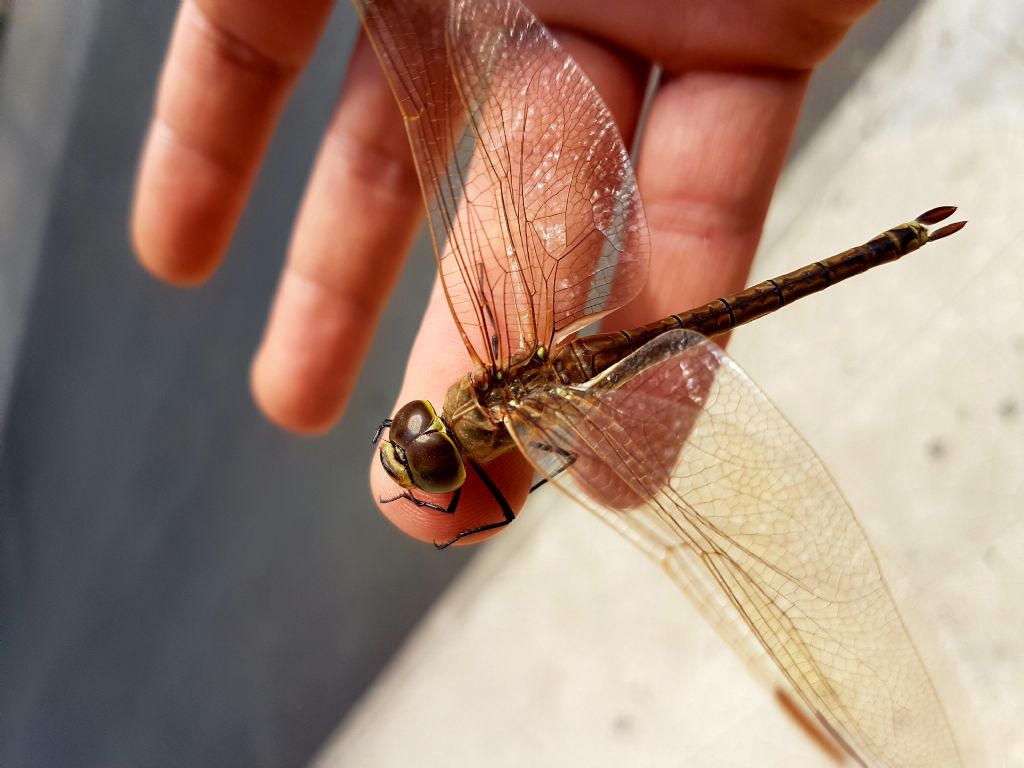 Libellula da identificare: Anax ephippiger