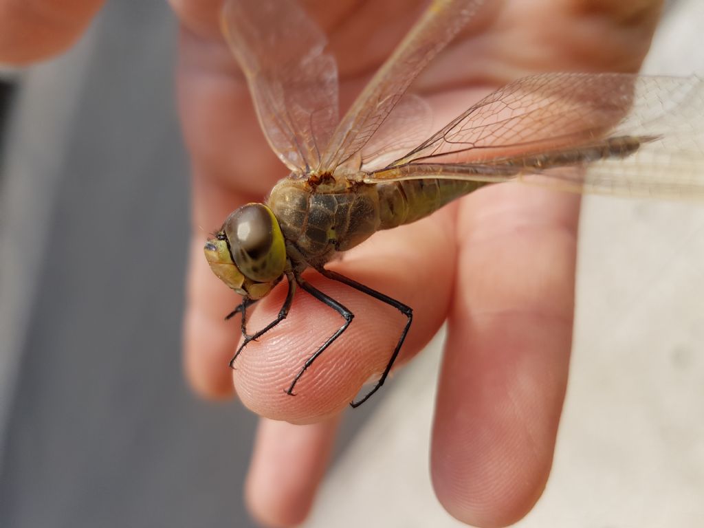 Libellula da identificare: Anax ephippiger